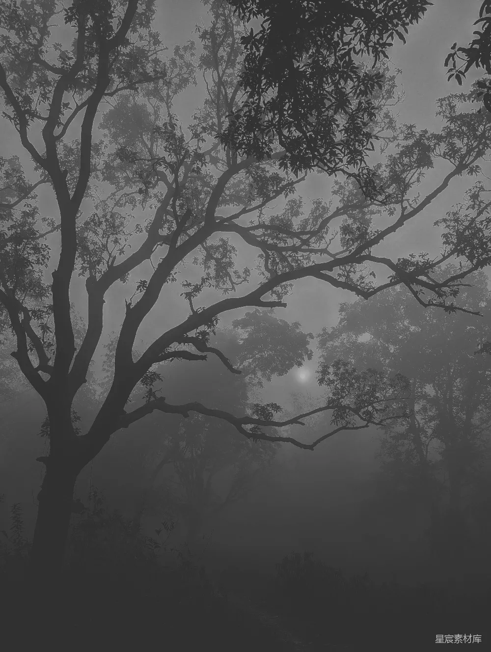 高清摄影 一幅黑白森林的雾景照片