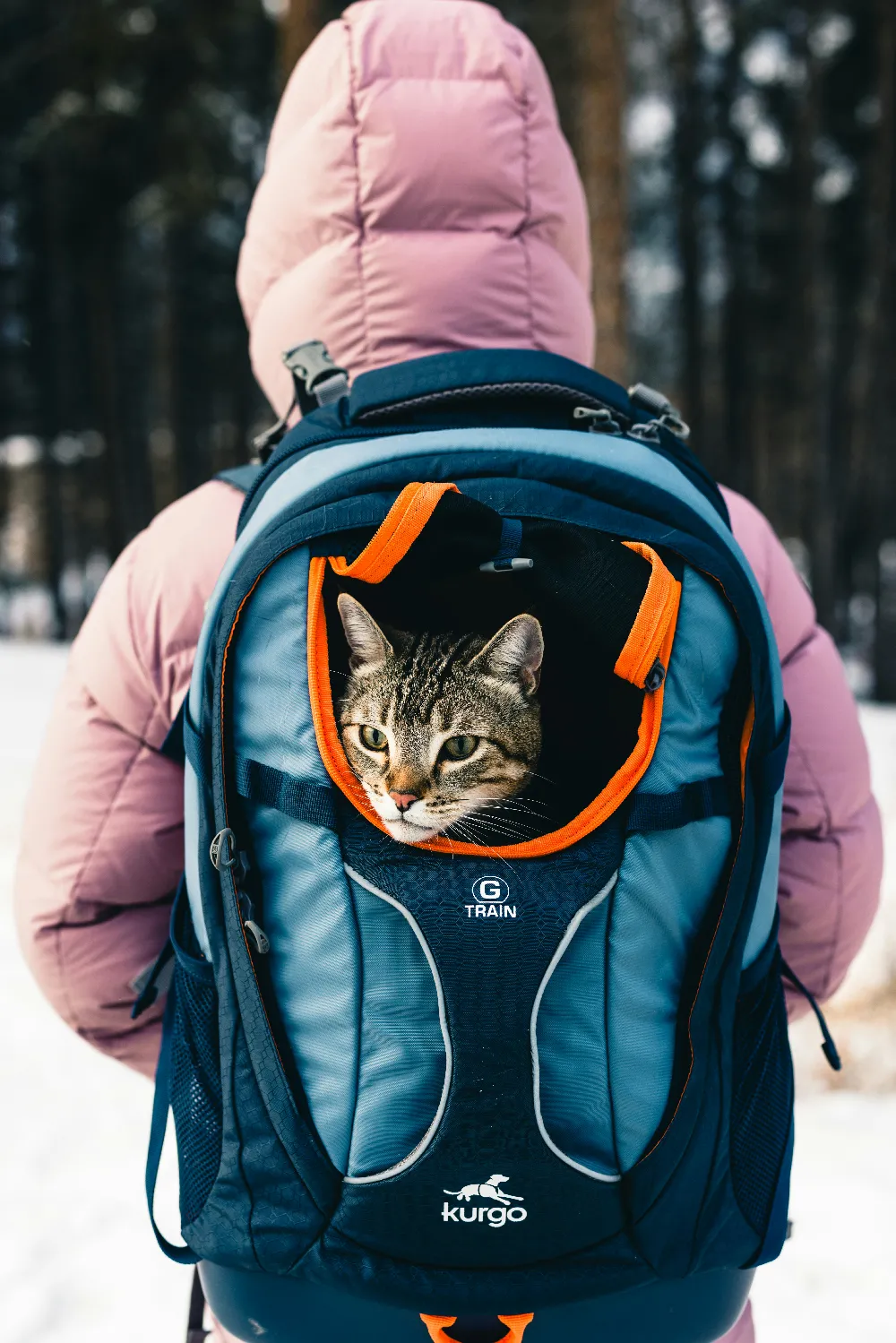 高清摄影  背着背包的猫主人
