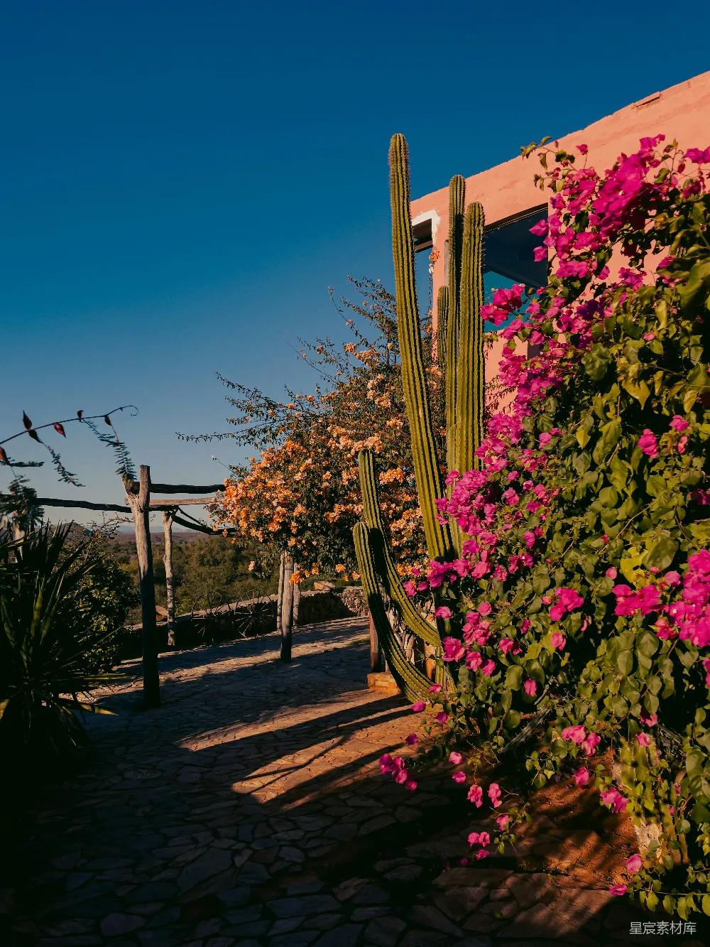 高清摄影  高大的仙人掌和粉红色的 bougainvillea 在建筑物旁边盛开。