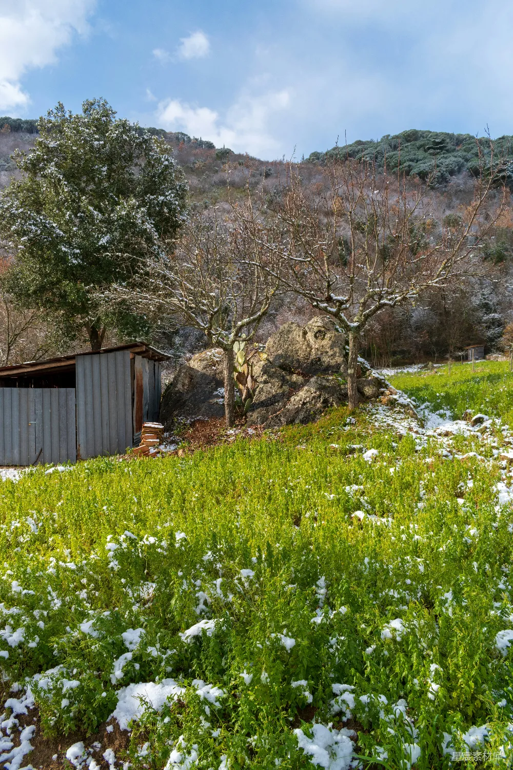 高清摄影  雪地中的绿色田野，旁边有树和棚屋