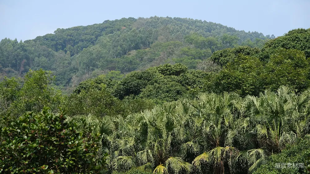 高清摄影  一群牛在郁郁葱葱的山坡上吃草。
