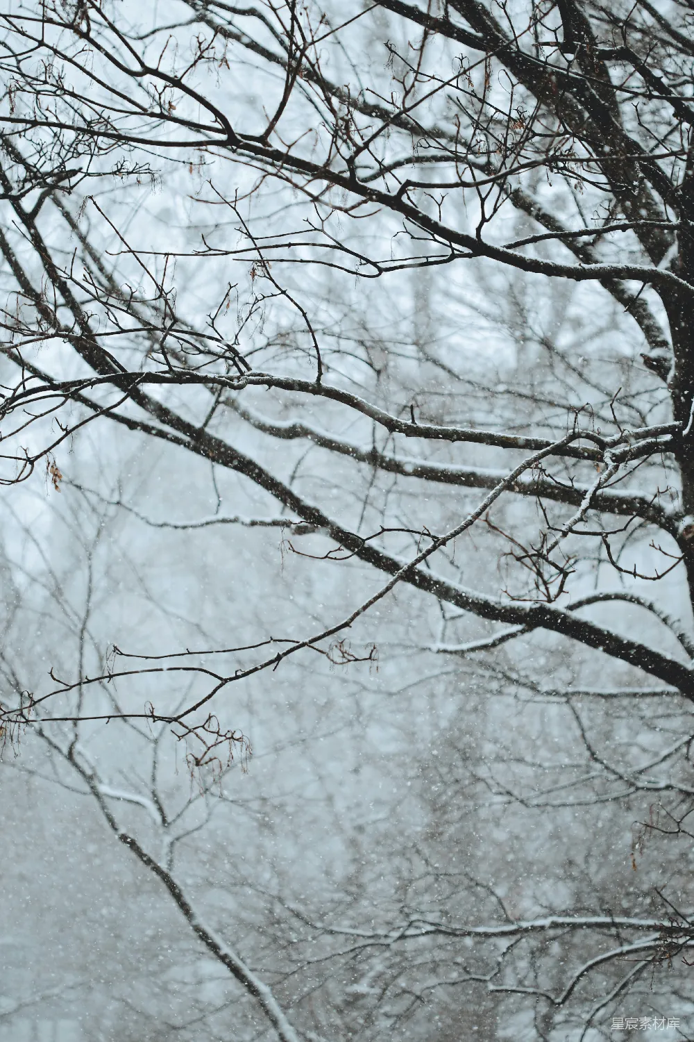 高清摄影  被雪覆盖的光秃秃的树