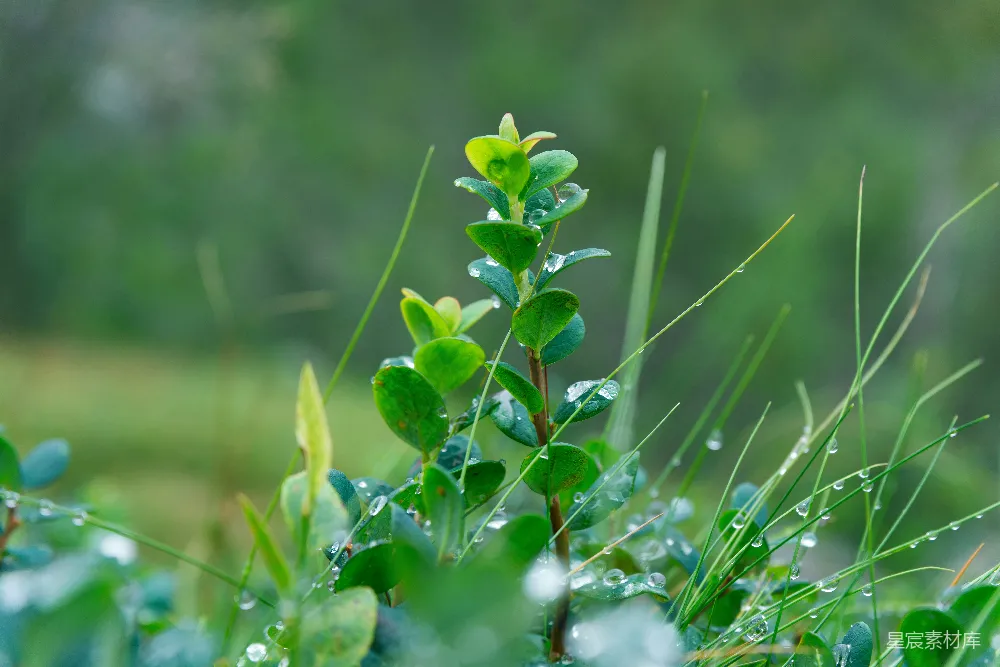 高清摄影 自然 一株长着绿叶的植物，上面有水珠。