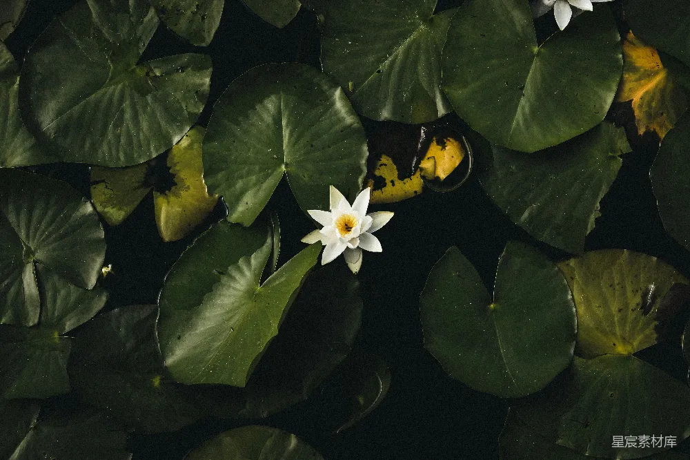 高清摄影  白花瓣花和睡莲叶的照片