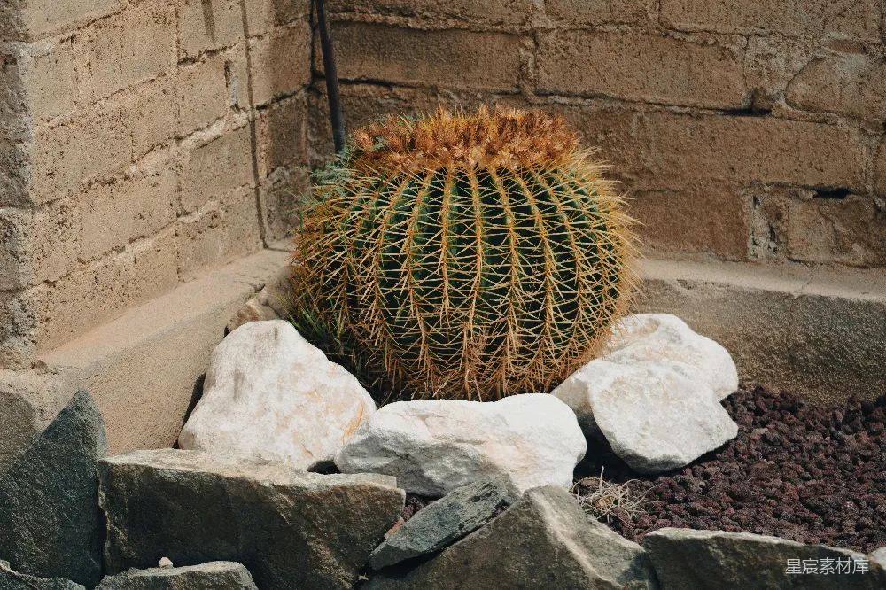 高清摄影  棕色圆形植物在灰色岩石上