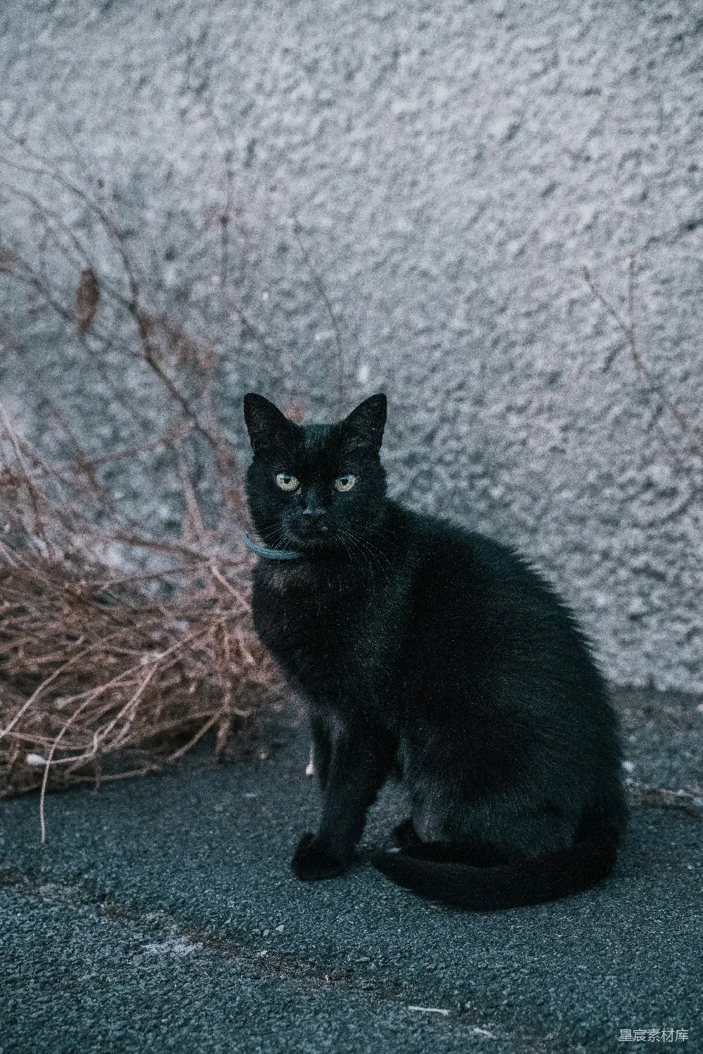 高清摄影  一只黑猫坐在地上
