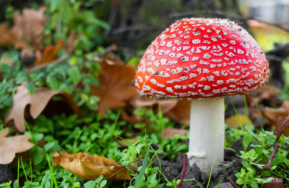 高清摄影  红白相间的蘑菇在绿草地上