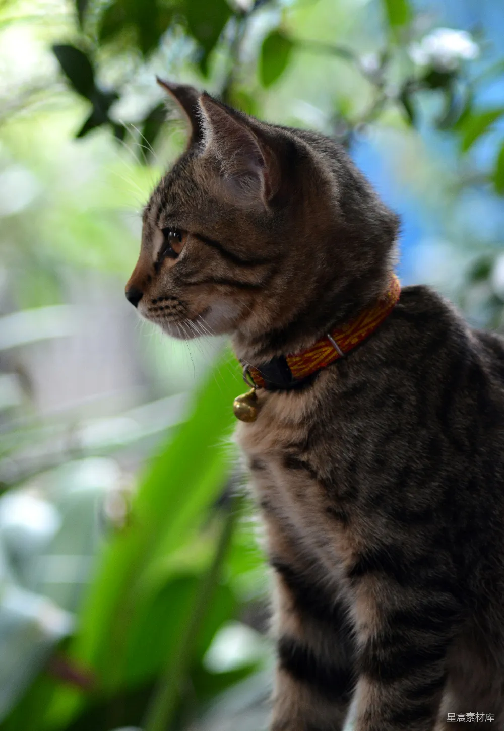 高清摄影  一只猫坐在树枝上