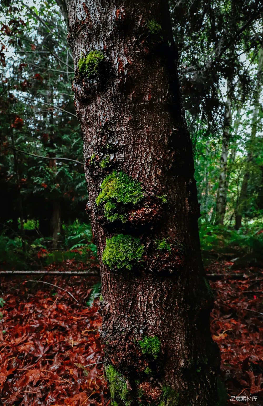高清摄影  一棵长满苔藓的树