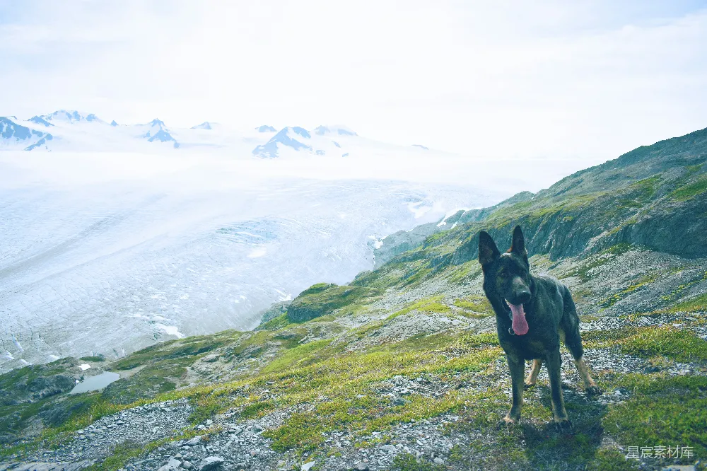 高清摄影  成年黑棕德国牧羊犬站在白天山顶上的绿色草地上。