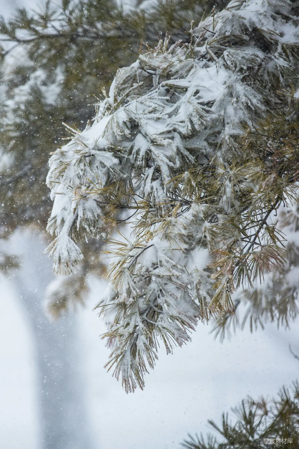 高清摄影  一棵被雪覆盖的松树旁边还有一棵树。