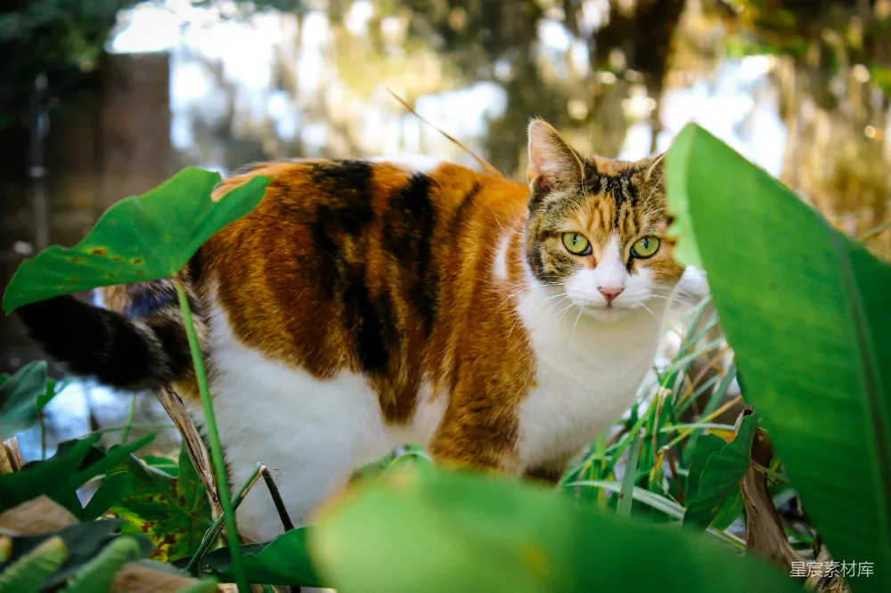 高清摄影  一只站在草地上的猫