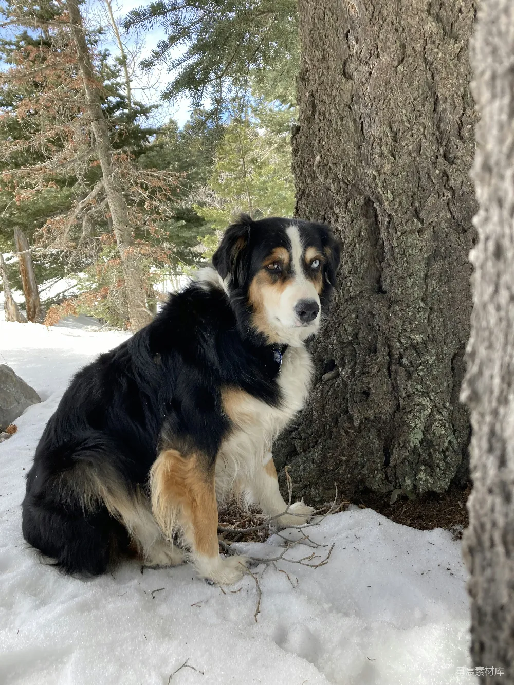 高清摄影  一只狗坐在雪地里，旁边有一棵树。