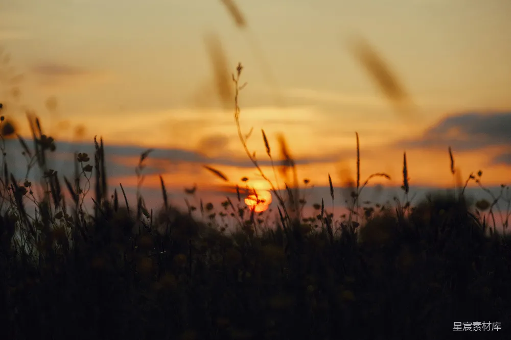 高清摄影 自然 夕阳西下，落日的余晖洒在一片高高的草地上。