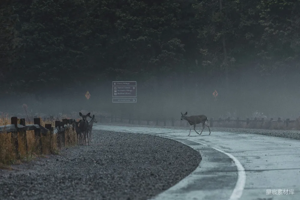 高清摄影  一群动物正沿着森林旁边的道路行走。