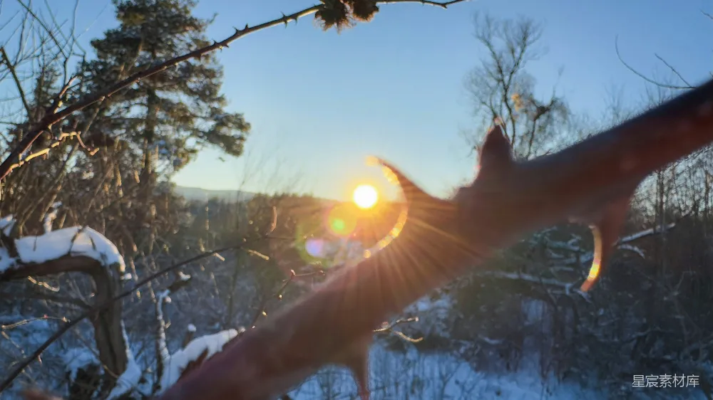 高清摄影  一只猫伸向背景中的树枝，阳光在其中照射。