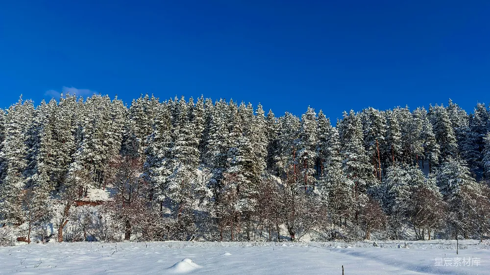 高清摄影  一片被雪覆盖的田野，背景中有树木。