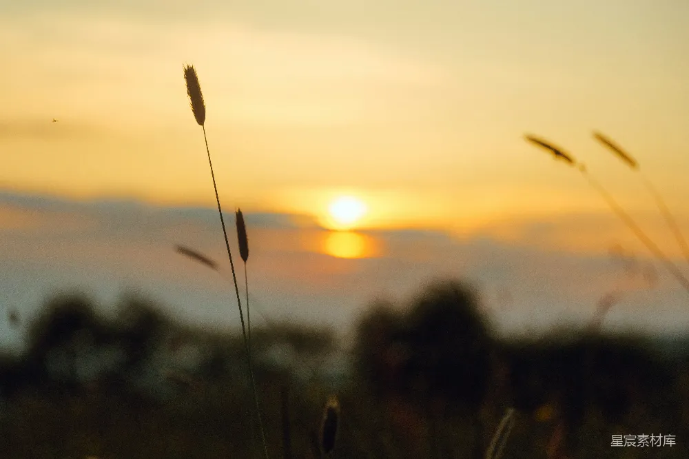 高清摄影  夕阳正在一片高草地上落下