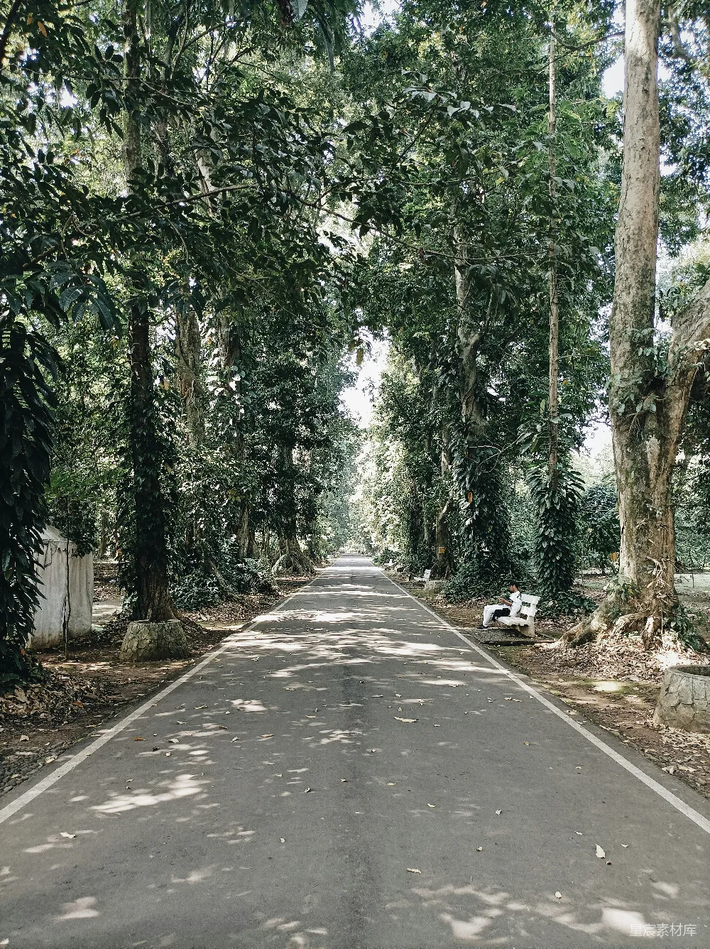 高清摄影  一条两旁有树的道路