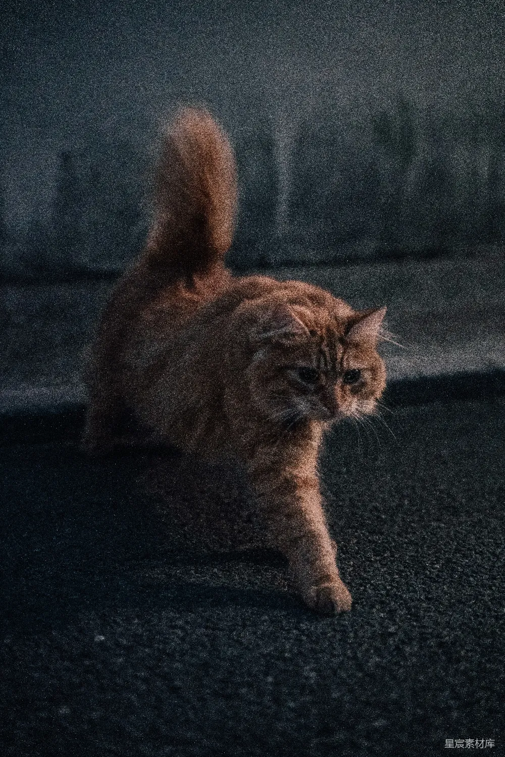 高清摄影  一只躺在地上并看着镜头的猫