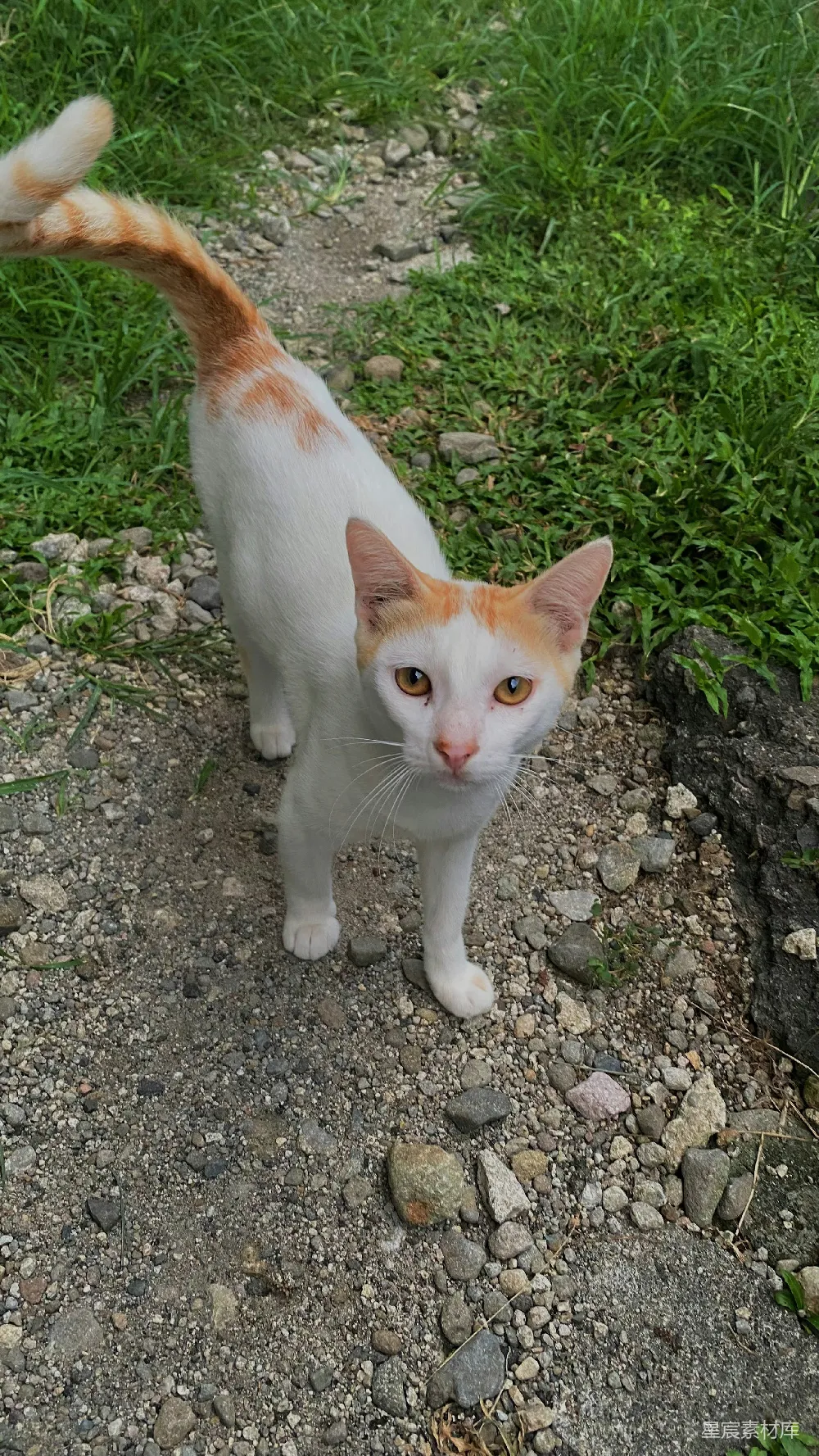 高清摄影  一只白橙相间的猫站在砾石路上