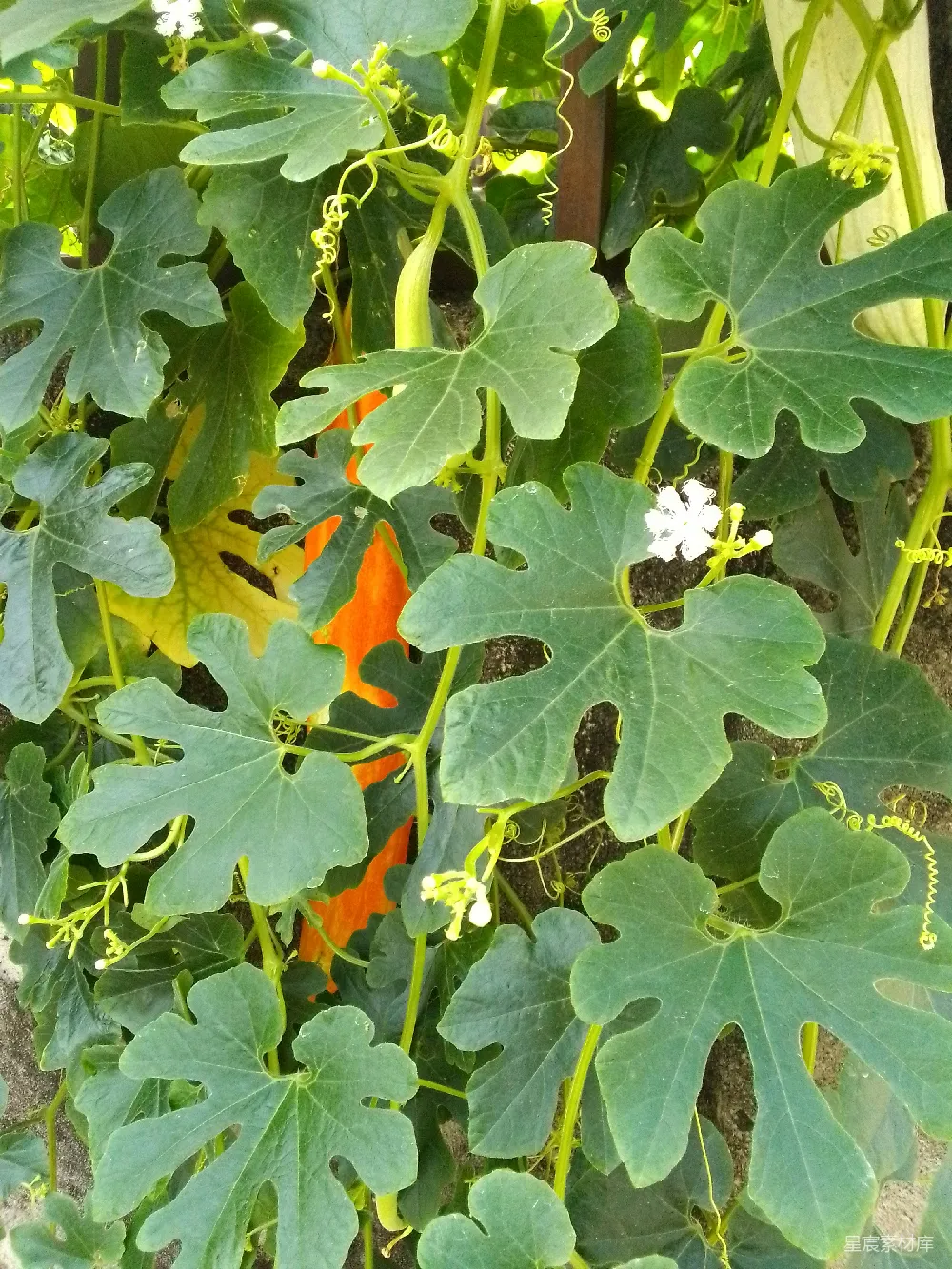 高清摄影  一张植物的特写照片，展示了它的叶子和花朵。