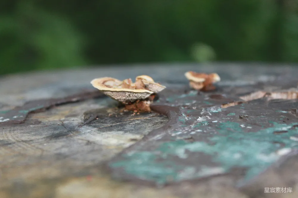 高清摄影  一群蜗牛在一根原木上