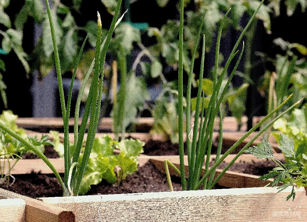 高清摄影  绿色植物在棕色木制花盆中