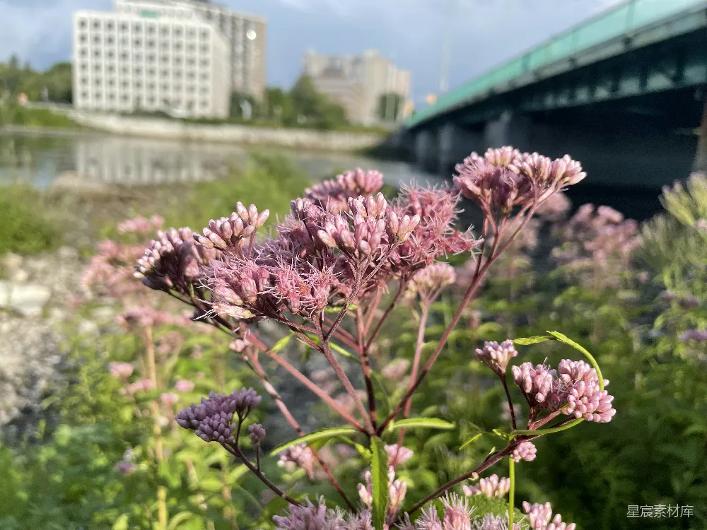 高清摄影  一朵花的特写
