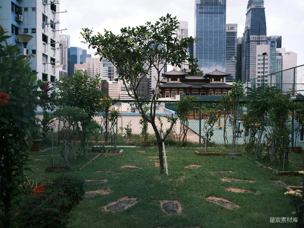 高清摄影  白天高楼大厦旁的绿树
