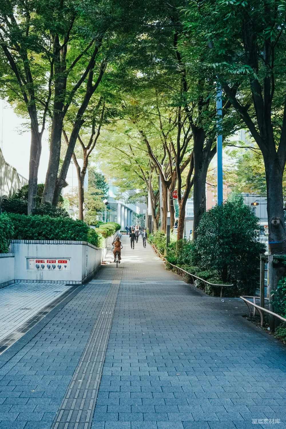 高清摄影  几个人在树旁的人行道上散步。