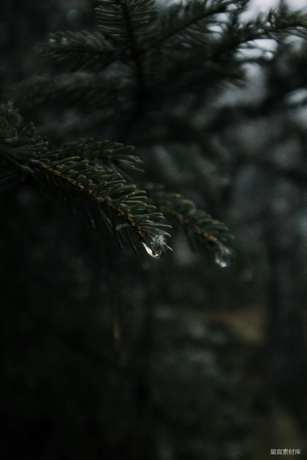 高清摄影 雨滴的浅聚焦