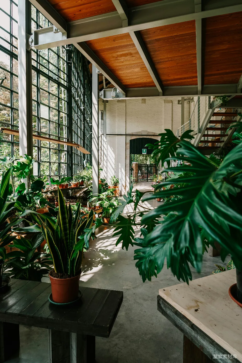 高清摄影  建筑物内的绿色盆栽植物