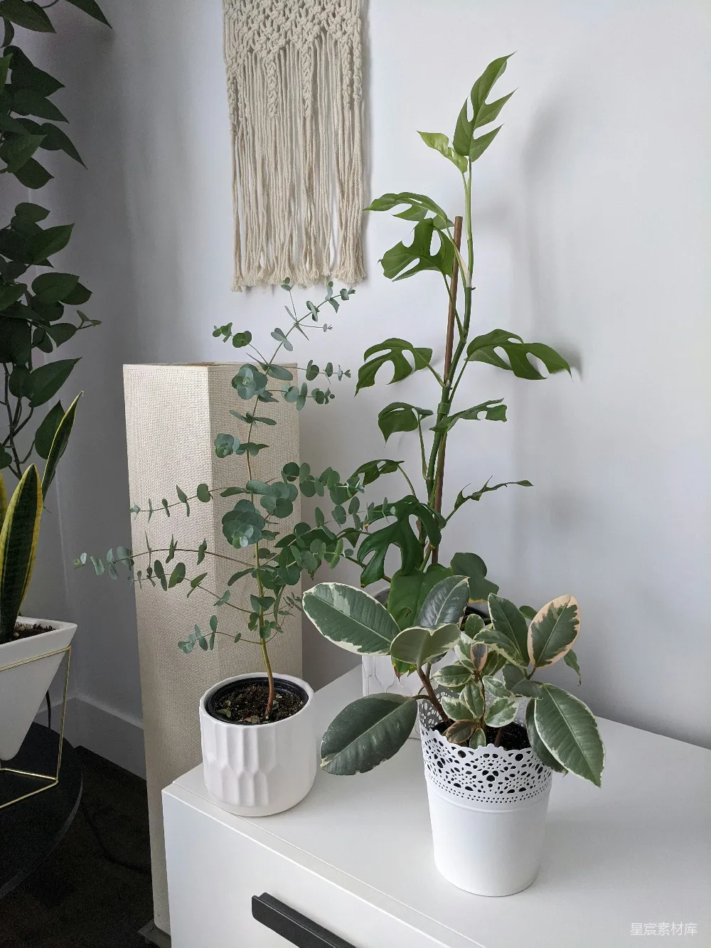 高清摄影  绿色植物在白色陶瓷花盆中