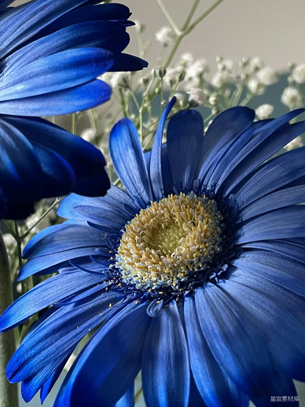 高清摄影  一朵花的特写。