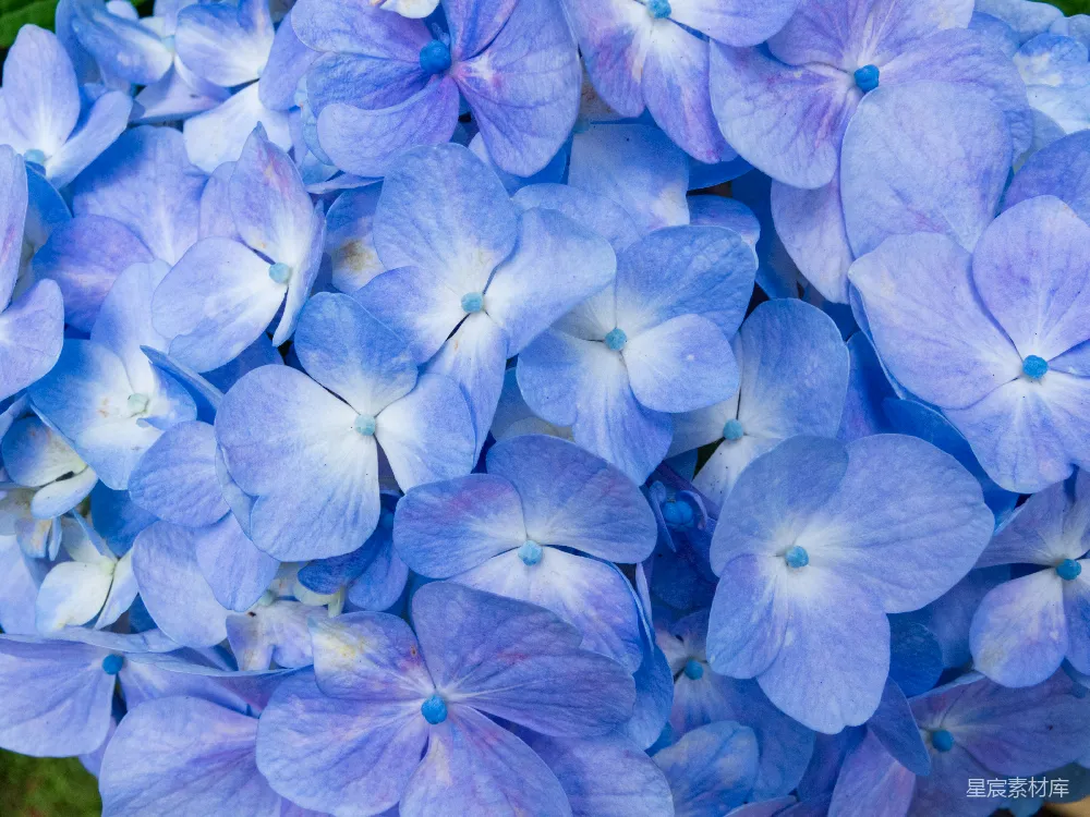 高清摄影  一簇蓝色的花