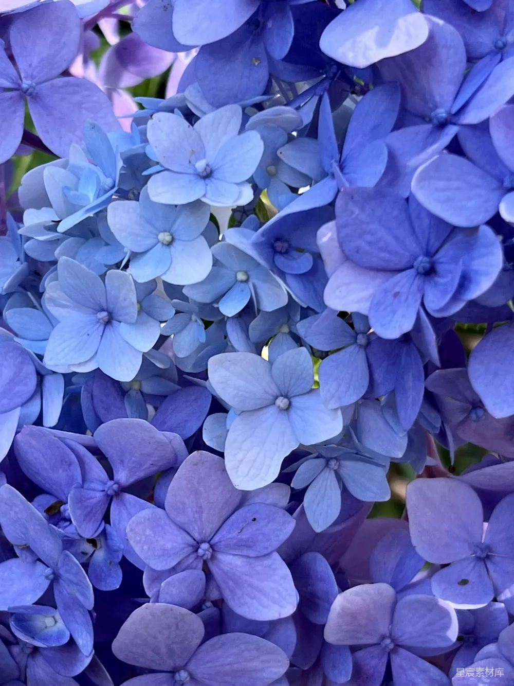 高清摄影  一簇蓝花