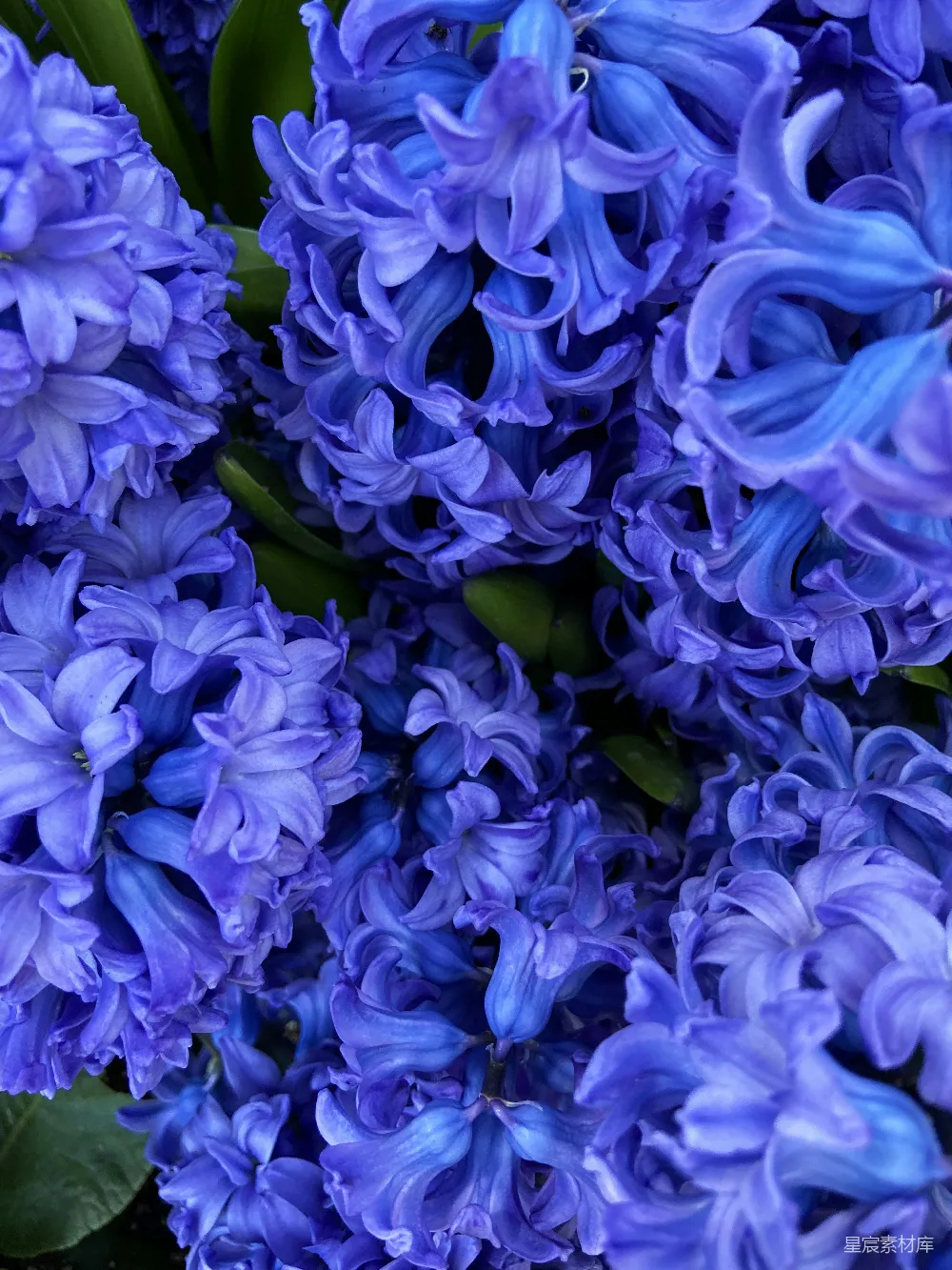 高清摄影  一簇紫色的花朵，绿叶衬托。