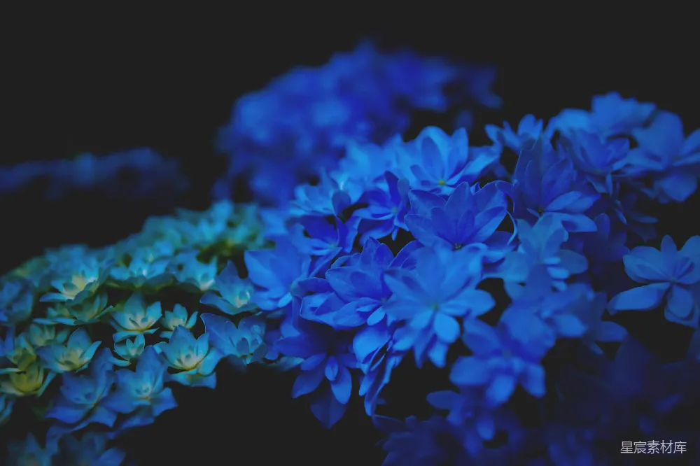 高清摄影  黑色背景中的蓝色花朵