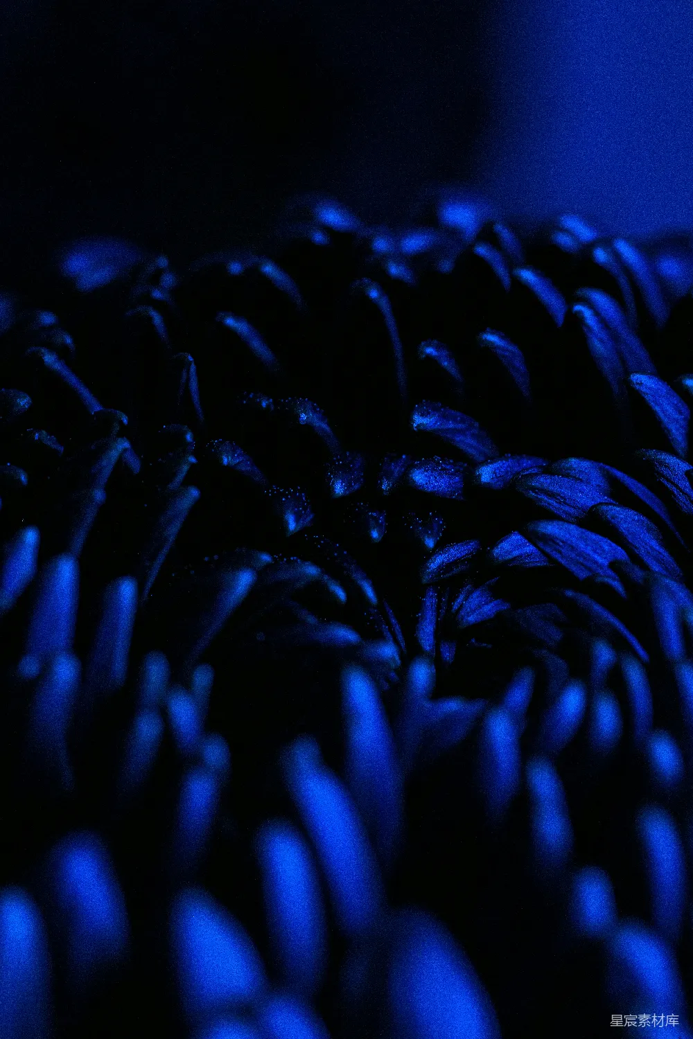 高清摄影  一朵蓝色花朵的特写