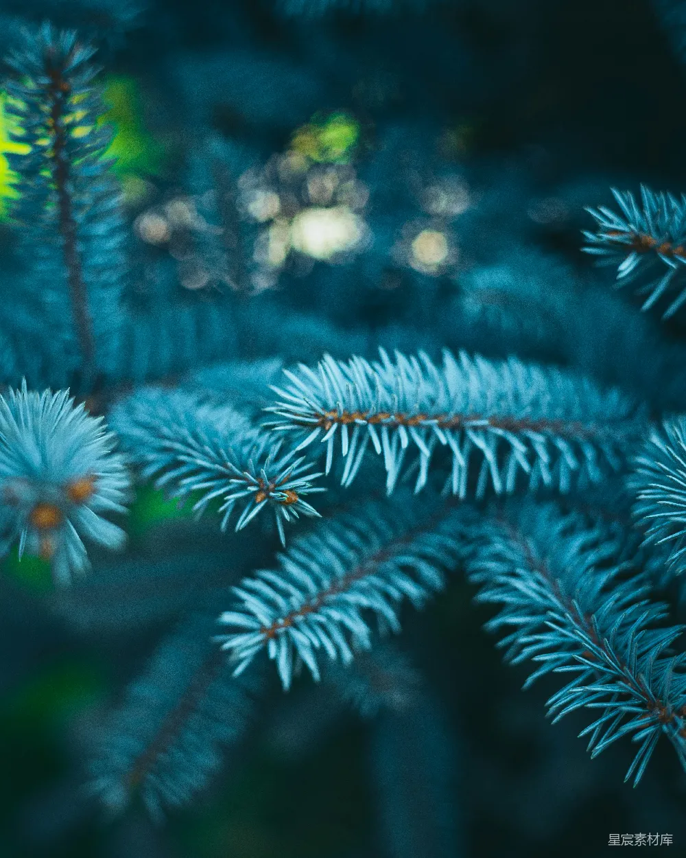 高清摄影 自然 壁纸 一张植物的特写照片