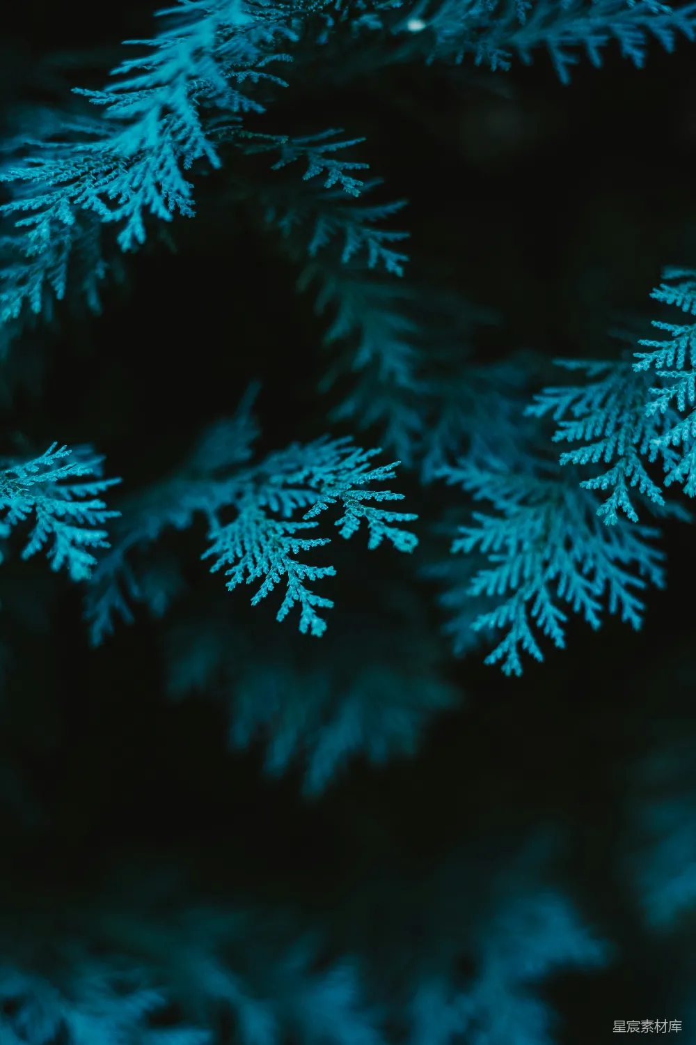 高清摄影 壁纸 自然 一张近景的雪景图