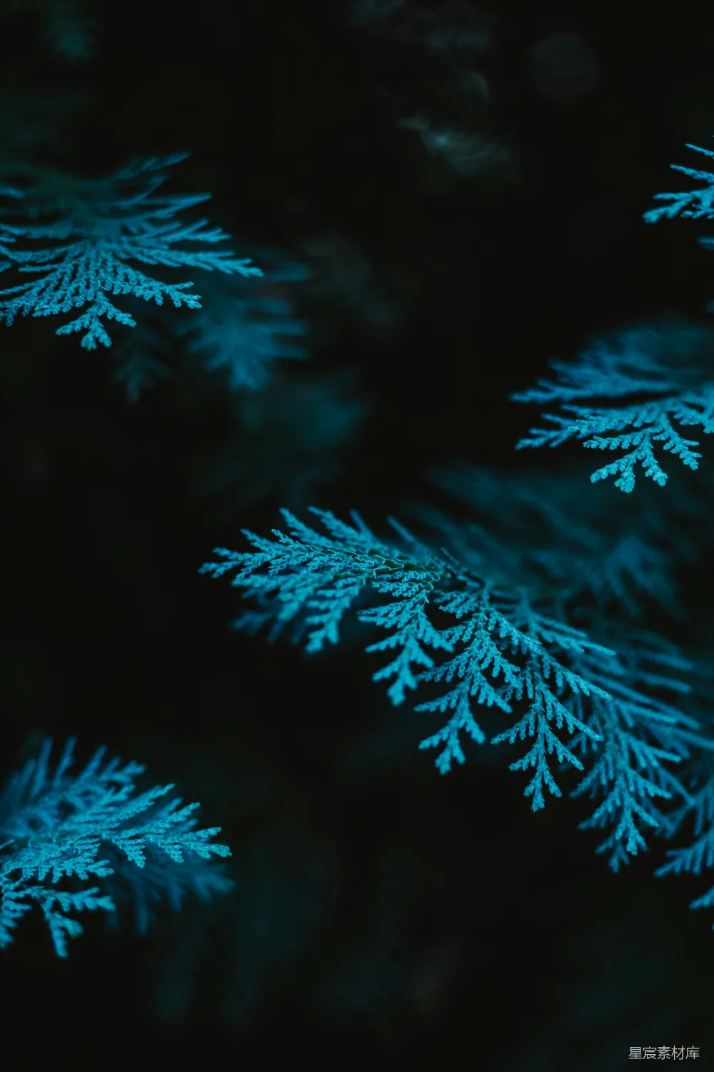 高清摄影 壁纸 自然 一张雪景的特写图