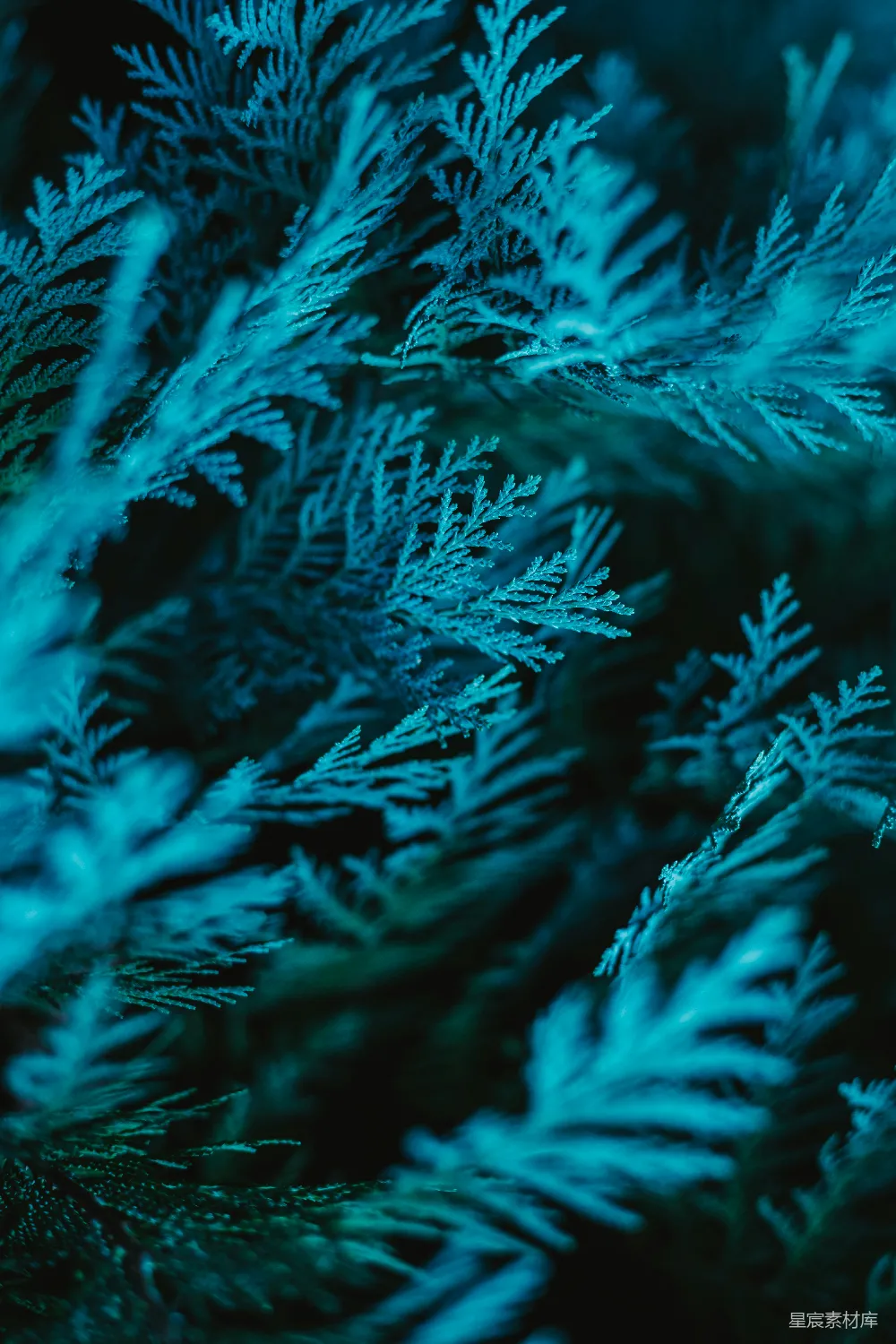 高清摄影 自然 一张近距离拍摄的雪景图