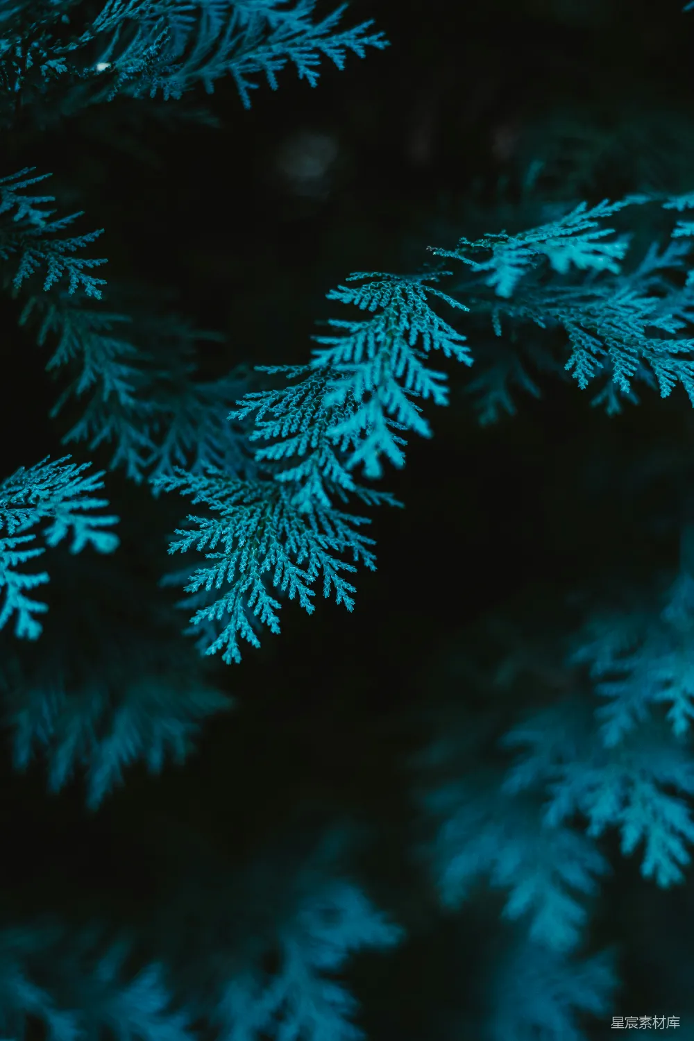 高清摄影 壁纸 自然 一些积雪的特写