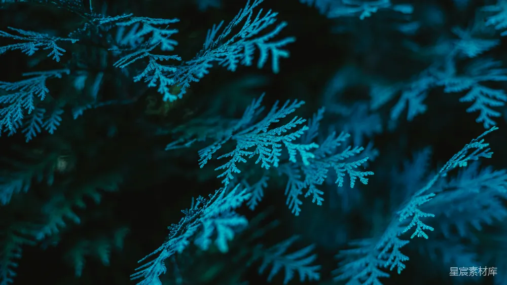 高清摄影 壁纸 一帧特写镜头，展示了一些雪。