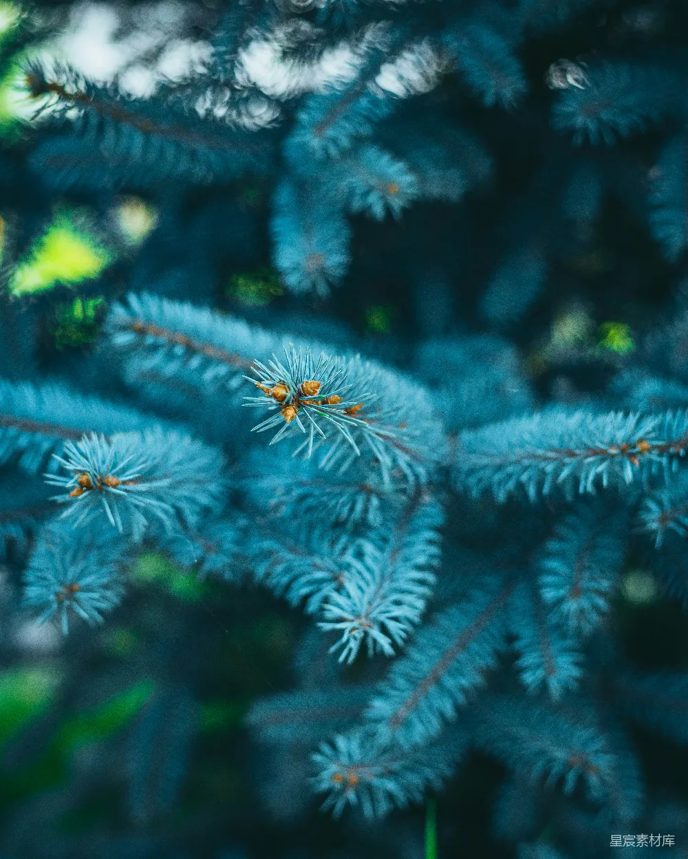 高清摄影 自然 壁纸 一群蜘蛛网