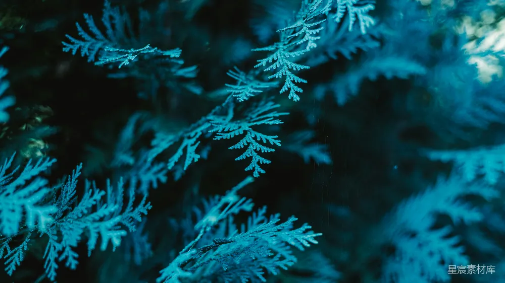高清摄影 壁纸 自然 一幅雪花的特写