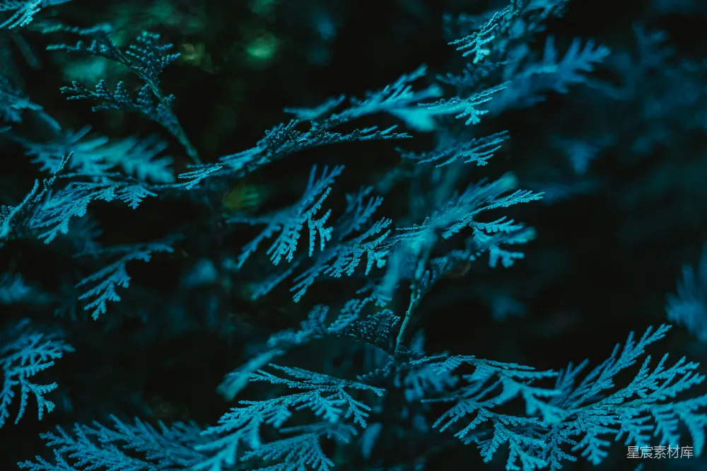 高清摄影 自然 雪地的特写镜头