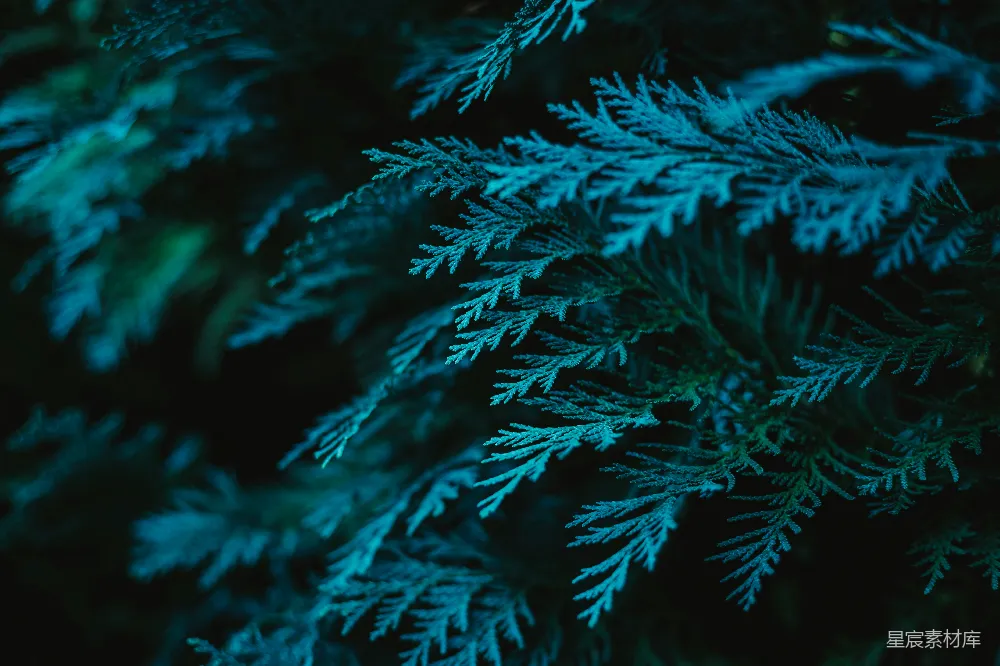 高清摄影 壁纸 自然 一张植物的特写照片